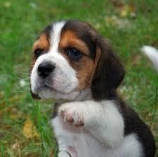 Beagle Puppies Now Available