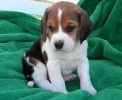 Sexy Beagle Puppies Looking Forever Home