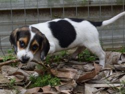 Loving Beagle Puppies (xxx) xxx-xxx2