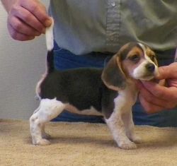 Akc Female And Male Beagle Puppies For Sale