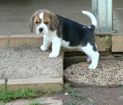 akc black-tan & white ticked male beagle