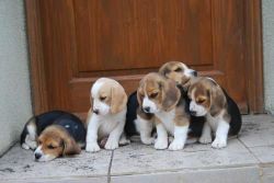 healthy Beagle puppies