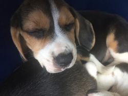 purebred Beagle puppies