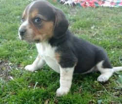 Akc Male And Female Beagle Puppies For Sale