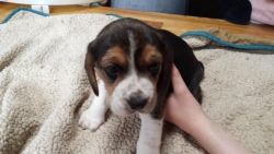 Beautiful Pocket Beagle Puppies