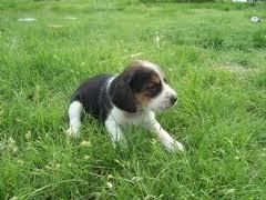 beagle puppies Looking For New Homes