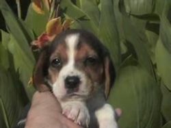 absolutely beautiful Beagle