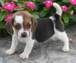 beagle puppies available male and female