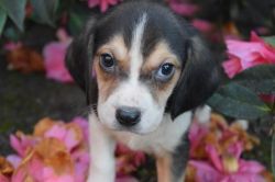Gorgeous Pedigree Beagles Puppies For Sale