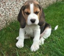 Beagle Puppies for good homes