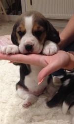 Gorgeous Beagle Puppy For Sale