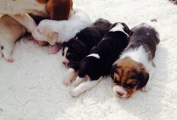 Beautiful Litter Of Beagles