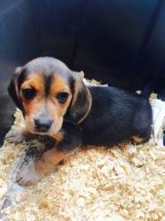 Akc Beagles 2 Beautiful Females Great Hunting Dogs