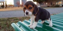 Beagle Puppies For Sale.