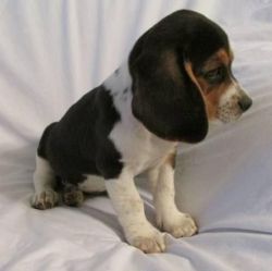 beagle pups