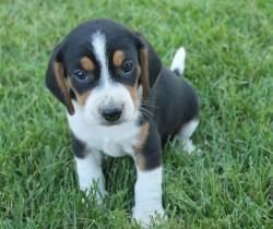 Cute Beagles Puppies Text At (xxx)-xxx-xxxx