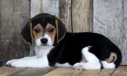World's Cutest Beagle Puppies Available