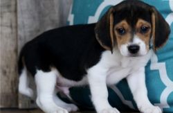 World\'s Cutest Beagle Puppies Available