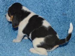Gorgeous Beagle puppies available