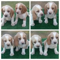 Purebred Beagle puppies