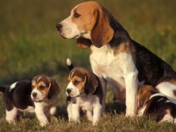 Only 2 Pedegree Beagle Girl And Boy Puppies Left