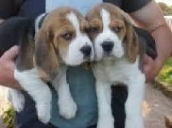 Two adorable Beagle Puppies