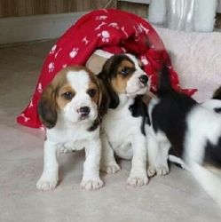Healthy male and female Beagle puppies