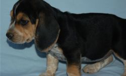 Registered beagle - Health Guaranteed