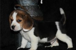 Daisy beagle puppy