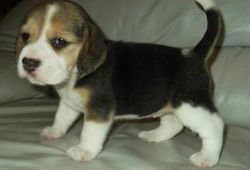 Beagle Puppies $500