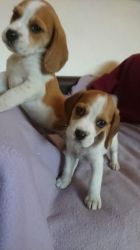 akc Beagle puppies available for new home
