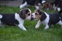 Cute Beagles Puppies