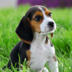 Cute Beagle puppies for Sale