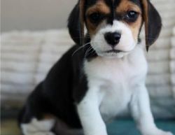 Beagle Puppies Akc xxx-xxx-xxxx