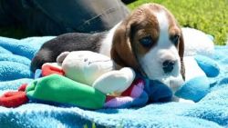 Beagle Puppies xxx-xxx-xxxx