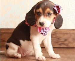 Smart Beagle puppies