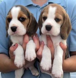 Kennel Club Registered Beagle Puppies