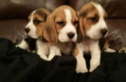 Pedigree Beagle Pups Tri