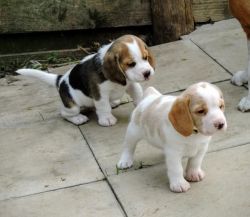 Beautiful Beagle Puppies ForSale