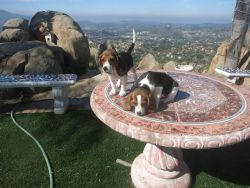 young beagles available