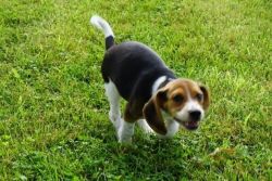 cute beagle puppies for adoption