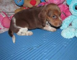 Adorable Beagle Puppies For Adoption xxxxxxxxxx
