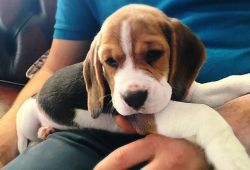 10 Weeks Old Kc Registered Beagle Puppies