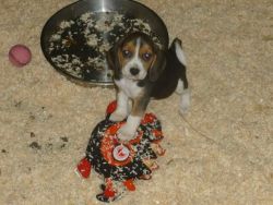 Cute And Loving Beagle Puppies For Adoption