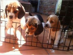 Pure Breed Beagle Puppies