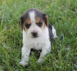 Quality Registered Beagle Puppies