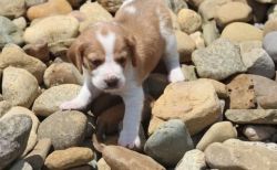 dazzling Beagle puppies