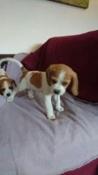 Quality Beagle Pupps For Adoption.