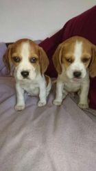 Awesome Beagle Puppies For Adoption.