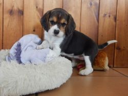 Cute beagle pupps for adoption